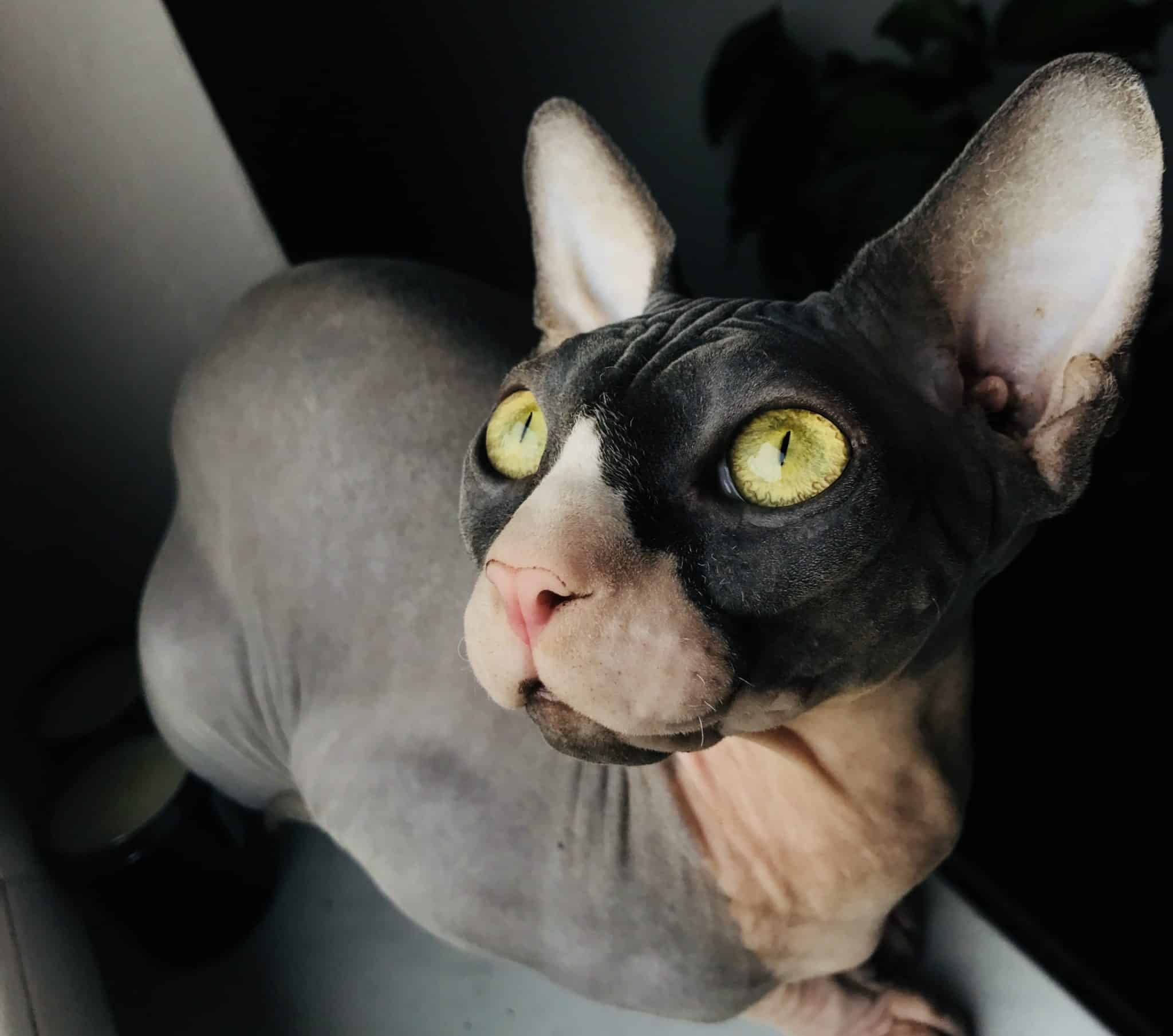 black calico hairless cat