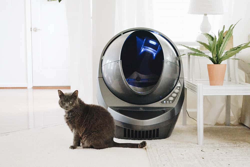 black cat beside litter robot
