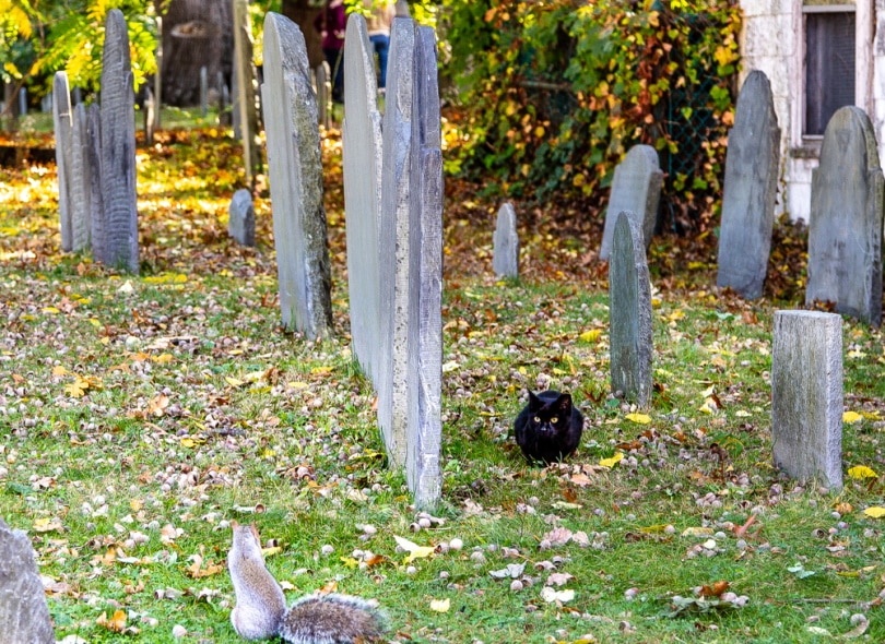 black cat chasing squirrel