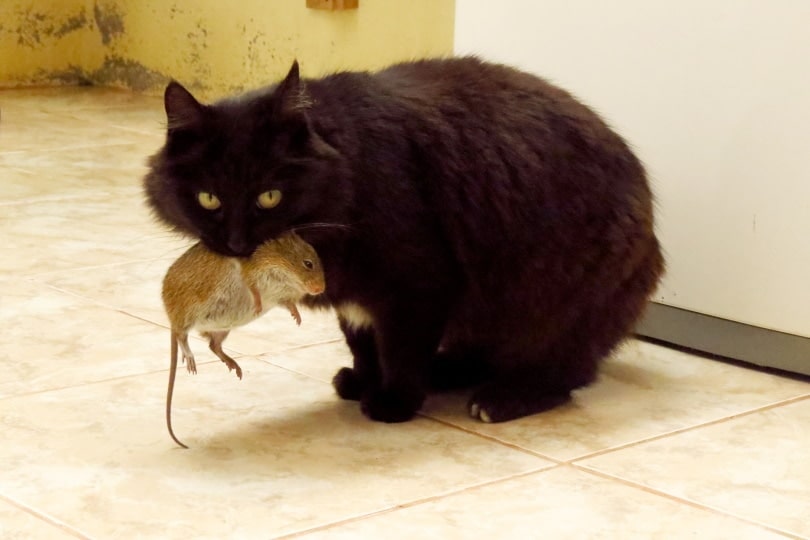 black cat eating mouse