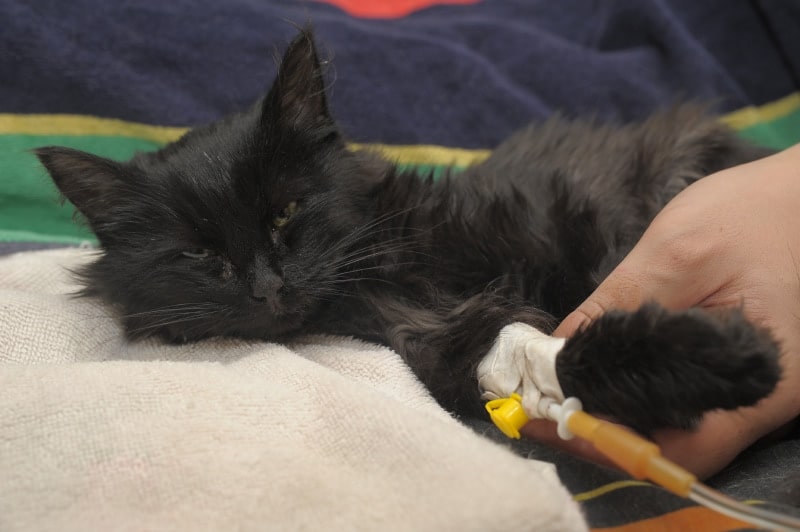 black cat gets IV fluids