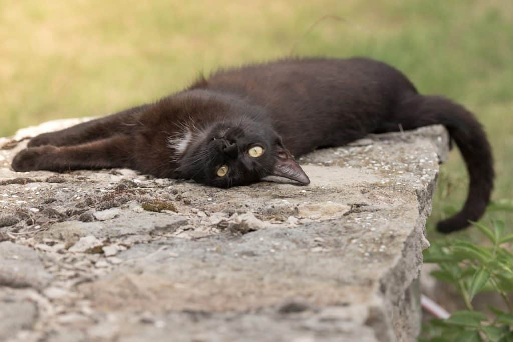 black cat lying down
