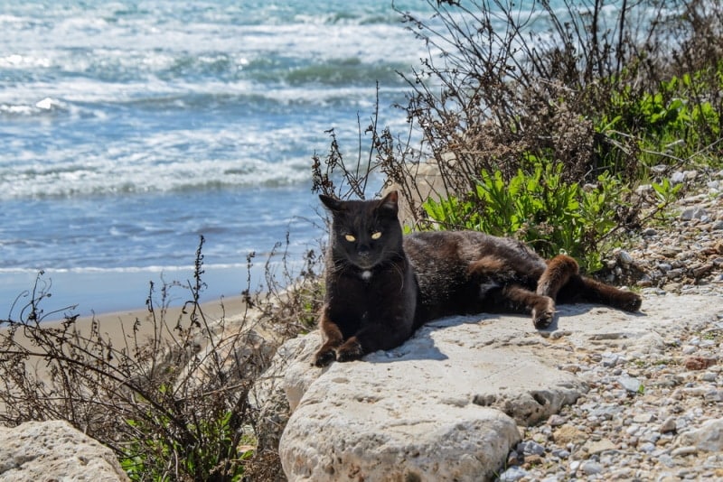 black cat lying on coastal rock