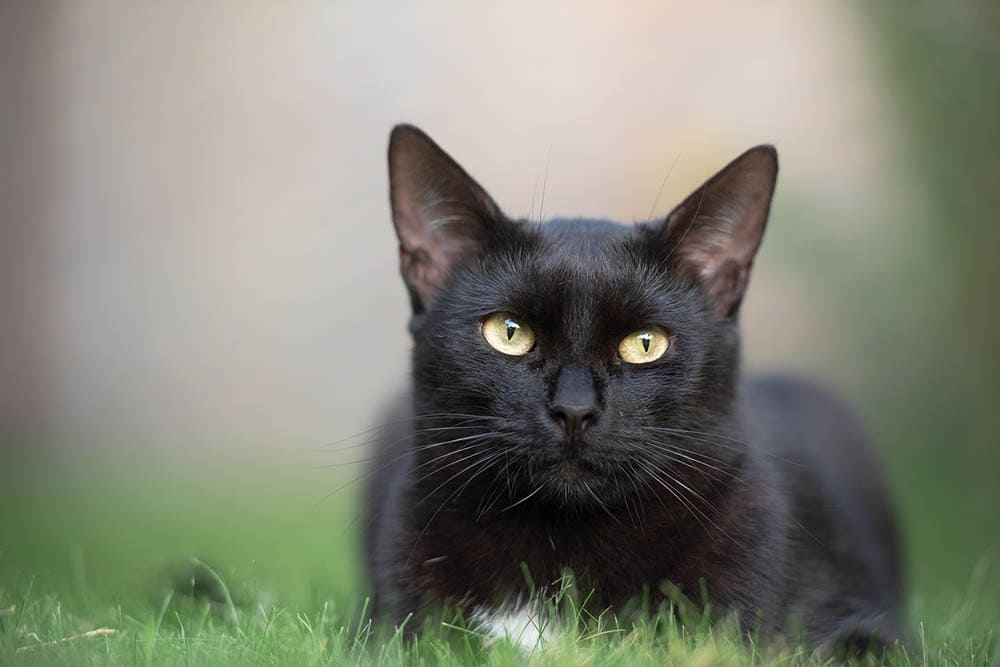 Black Cat Awareness Month: When Is It & How to Celebrate - Catster