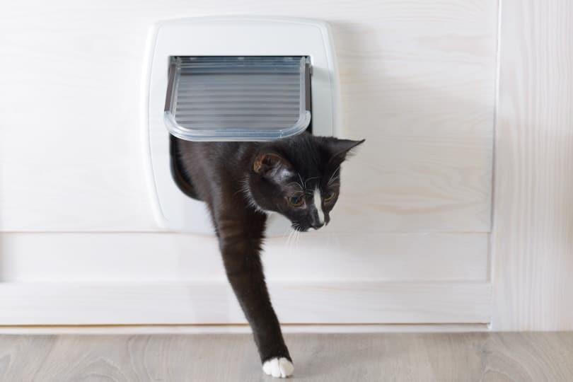 black cat passes through cat door