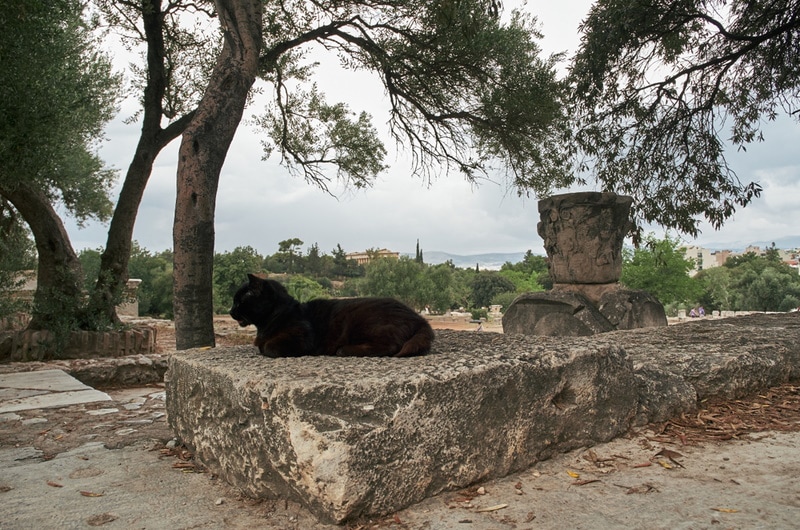 black cat resting on rocks
