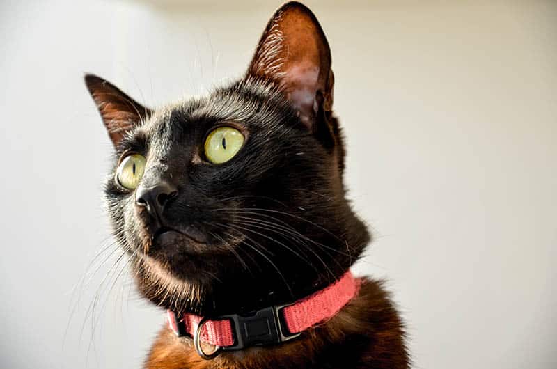black cat wearing breakaway collar