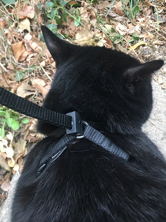 black cat wearing outdoor bengal cat harness and leash