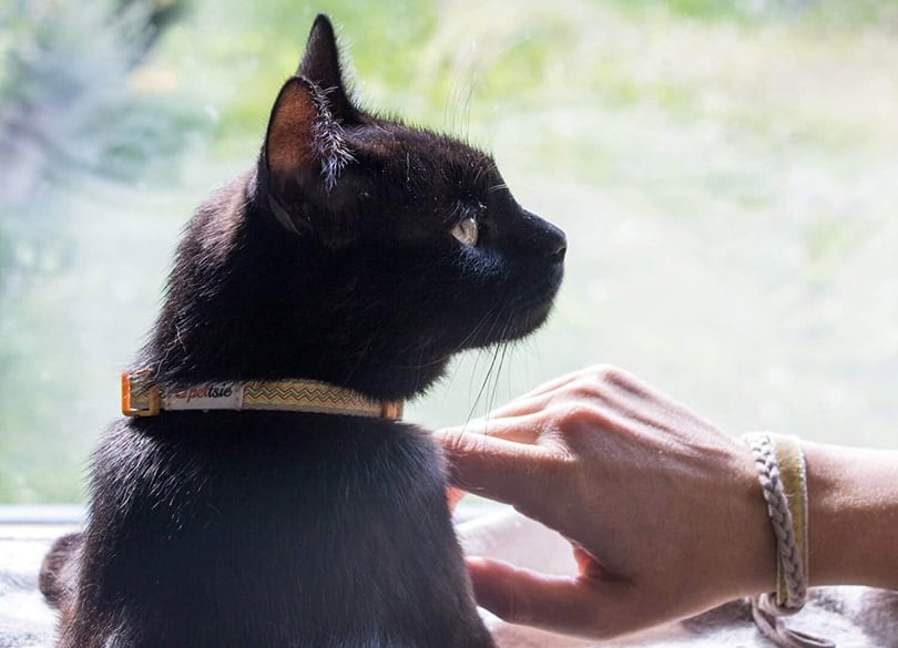 black cat with a black breakaway collar