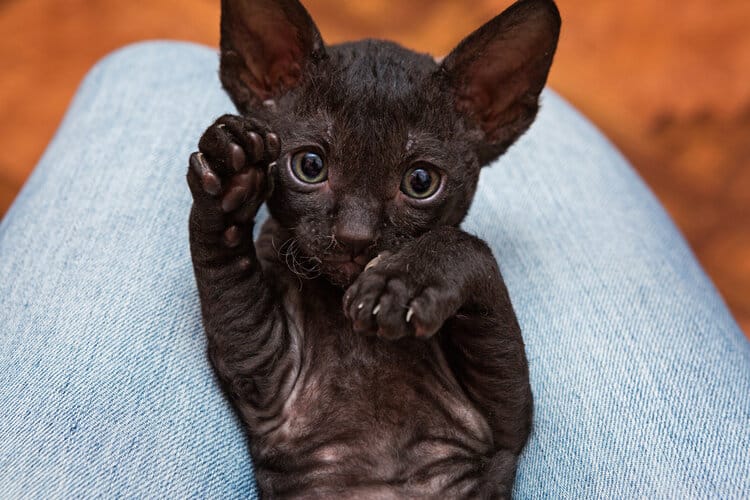 black cornish rex kitten