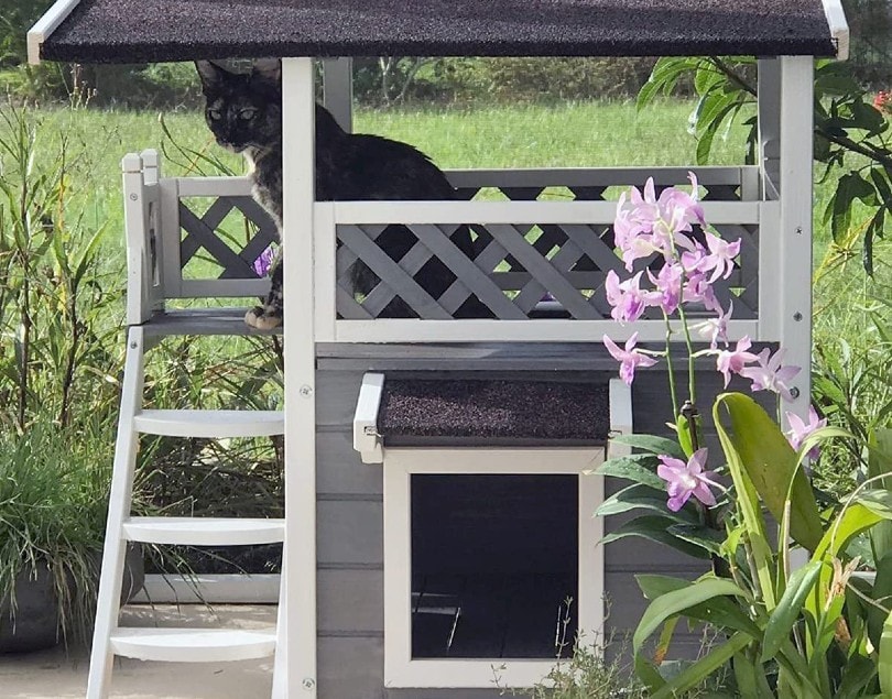 black domestic cat in her outdoor cat house