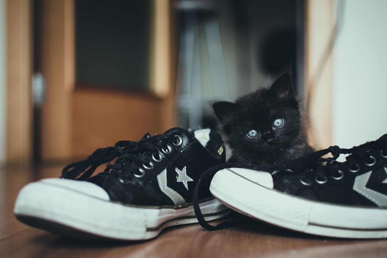black kitten beside the shoes