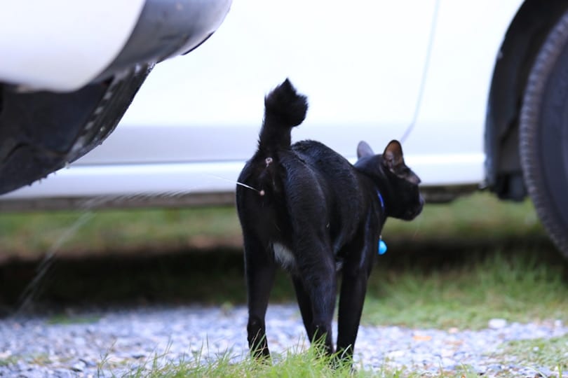 black male cat spraying at the garden