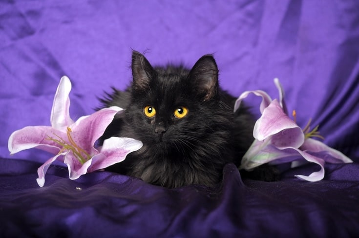 black manx cat