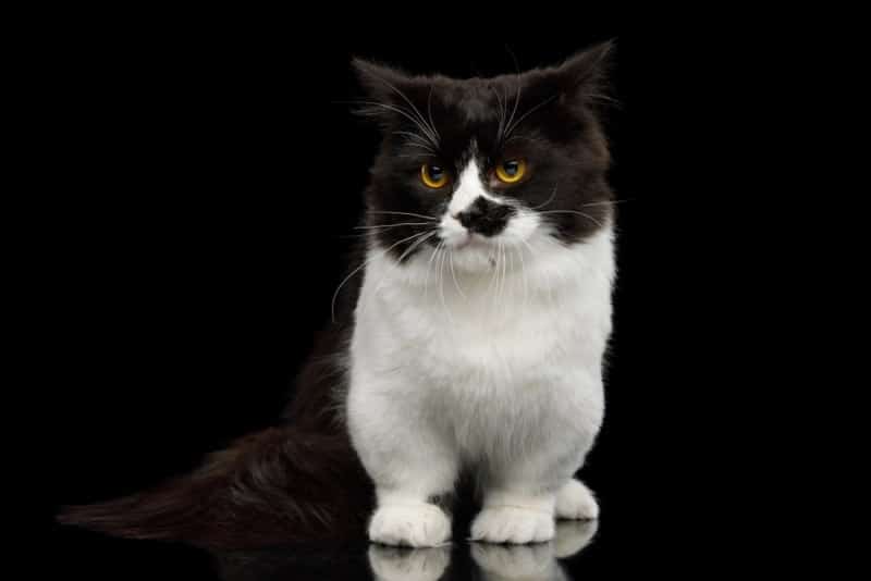 black munchkin cat in black background