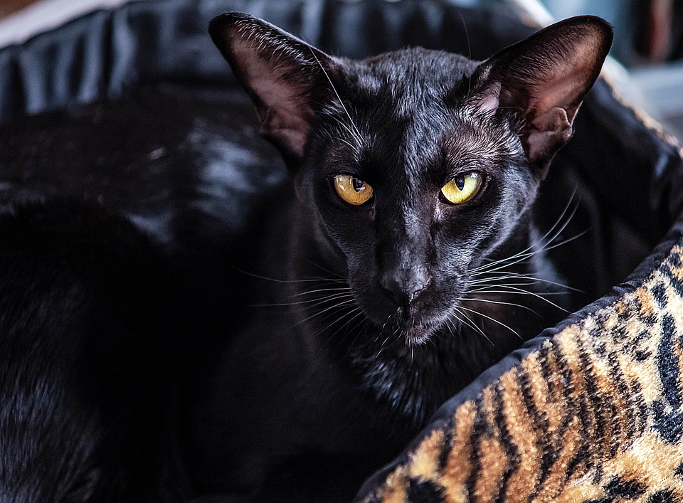 black oriental cat