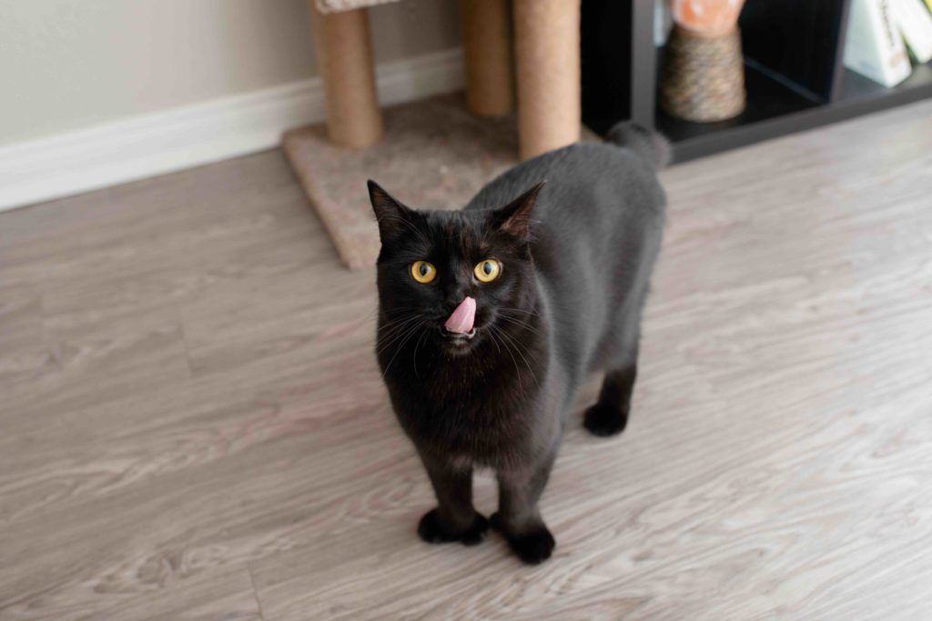 black polydactyl cat licking lips