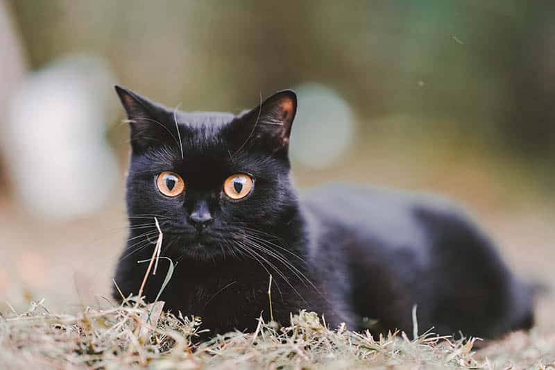 black scottish fold cat sitting on the grass