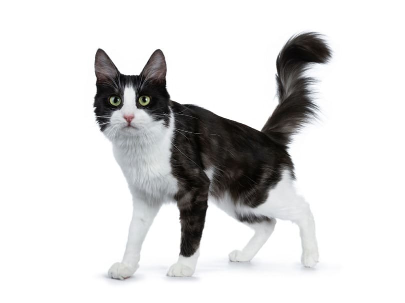 black smoke with white Turkish Angora cat_Nynke van Holten_shutterstock