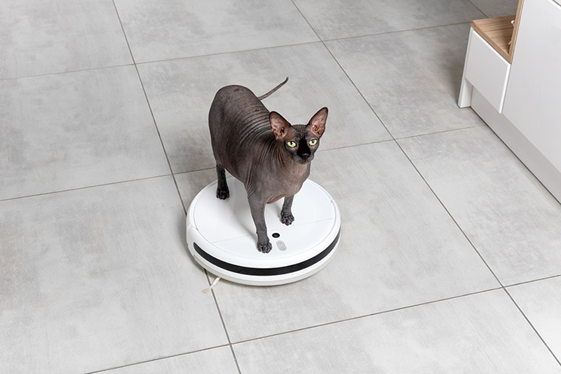 black sphynx cat riding a roomba or robot vacuum at home