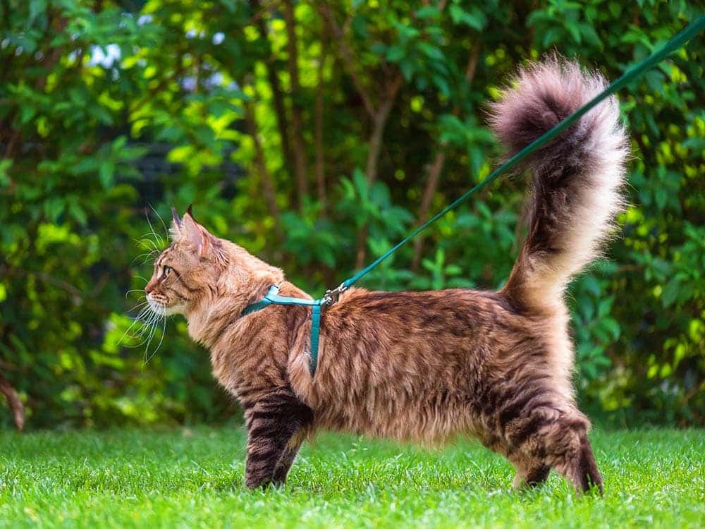 Black tabby Maine Coon with harness