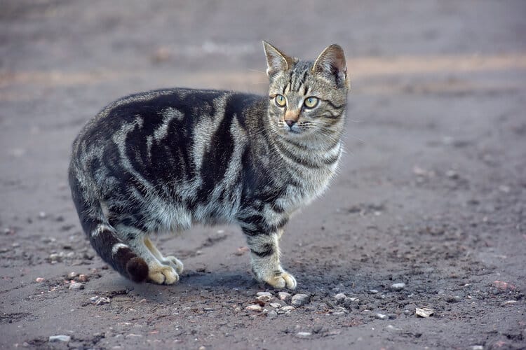 black tabby stripe