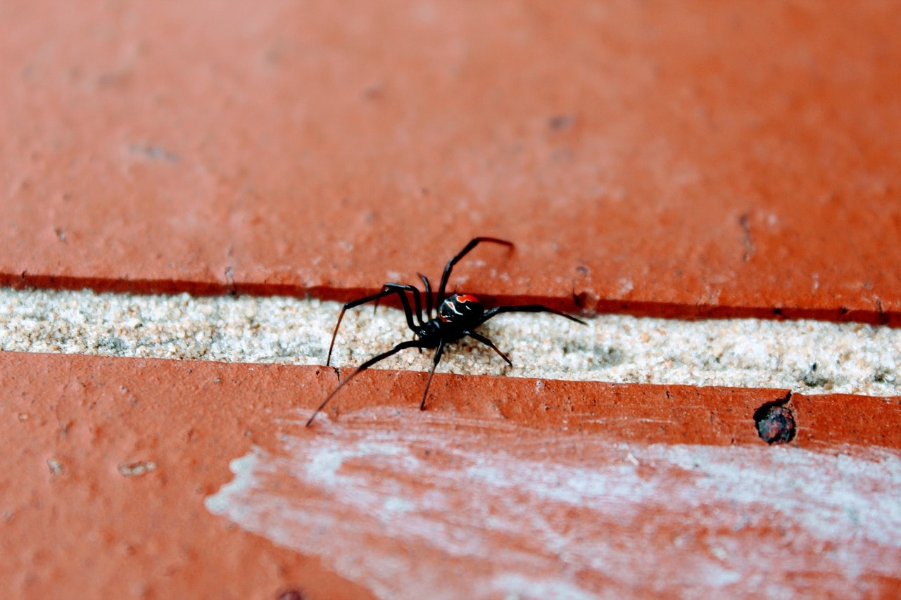 black widow spider