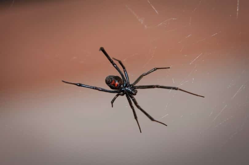 black widow spider