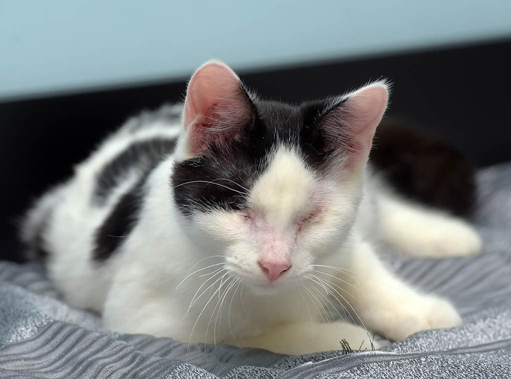 blind cat in animal shelter