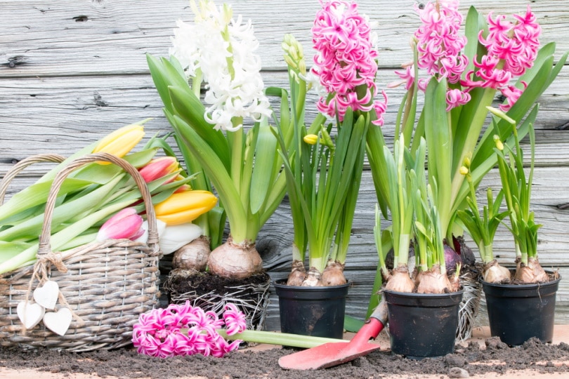 blooming hyacinths