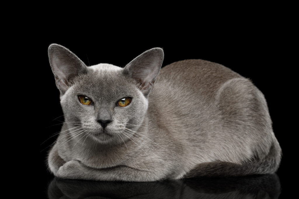 Blue Burmese Cat