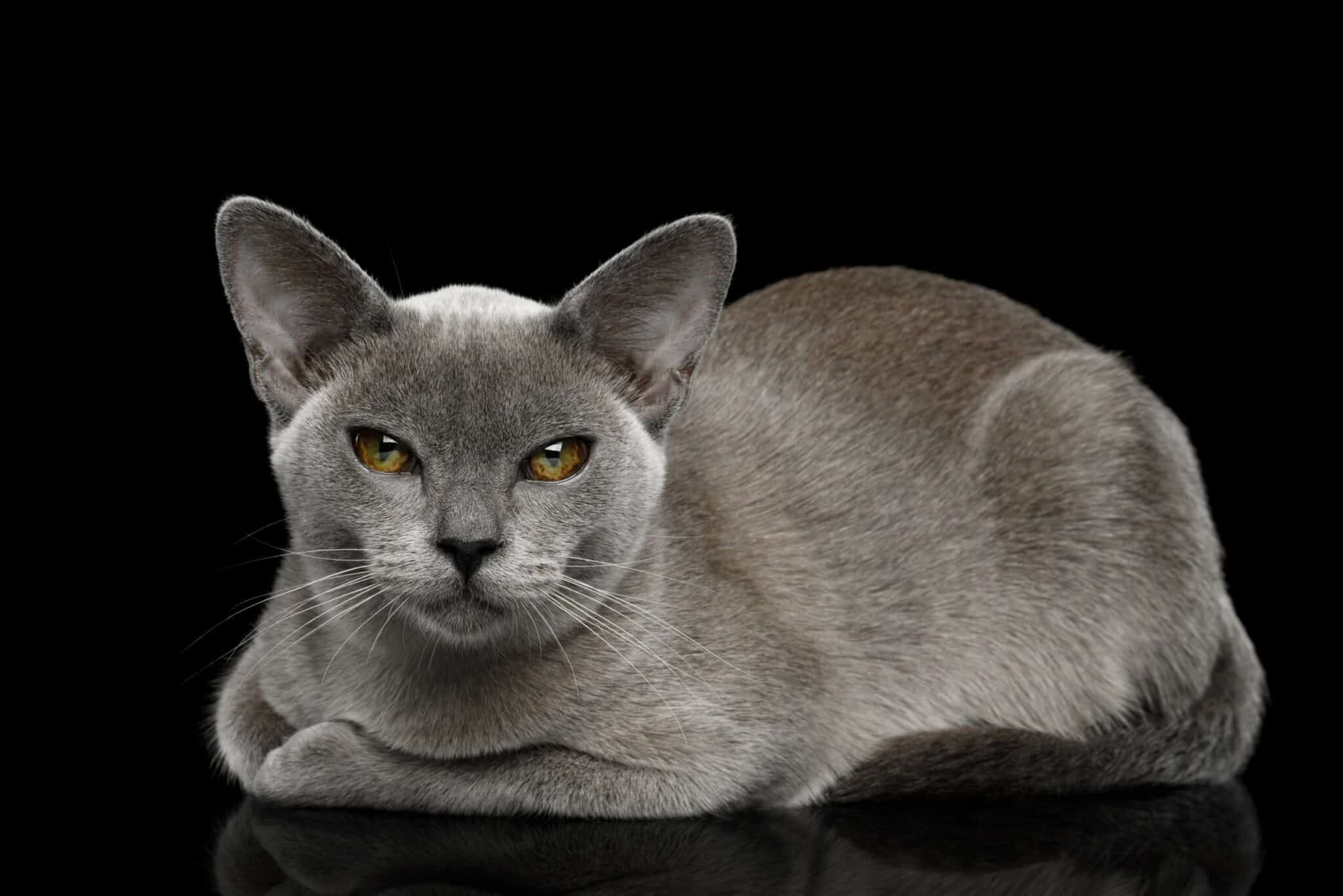 ,Blue,Burmese,Cat