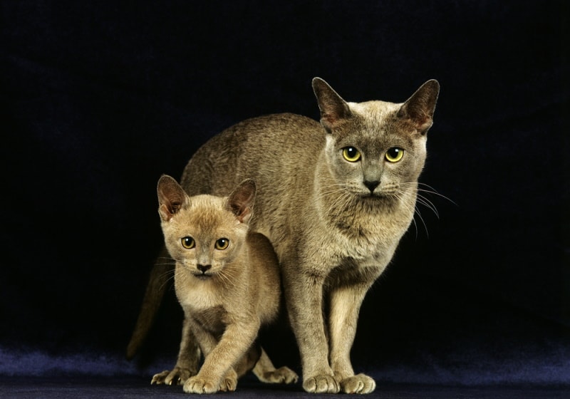 blue burmese cats on black background