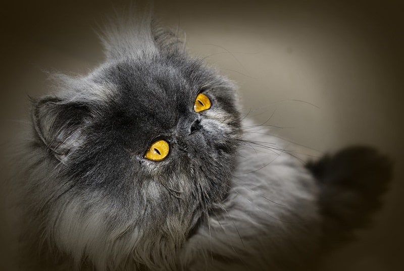 blue cream persian