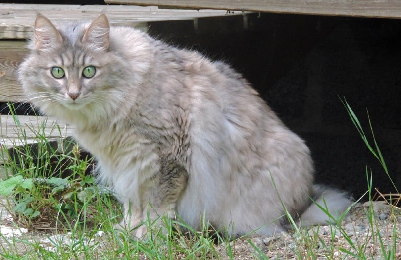 blue-cream turkish angora