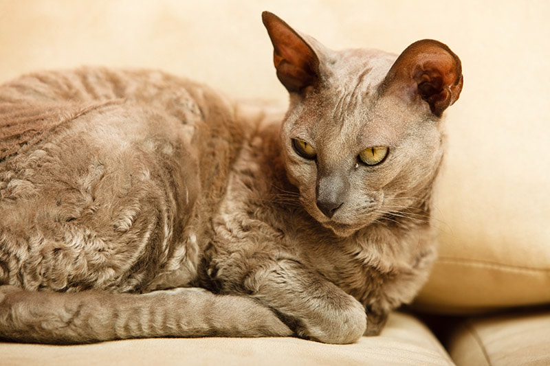 blue egyptian mau cat relaxing on the couch