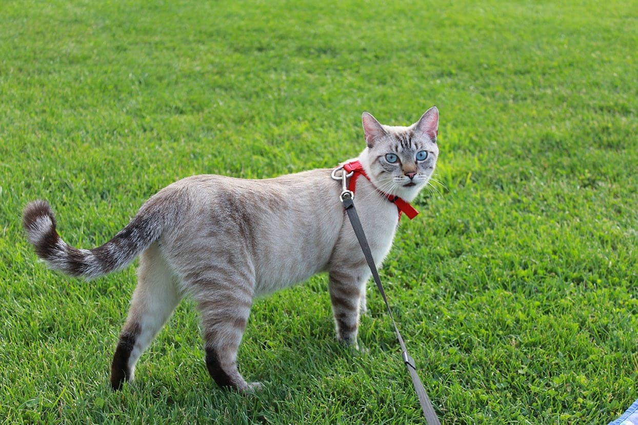 blue-eyed tabby point siamese cat