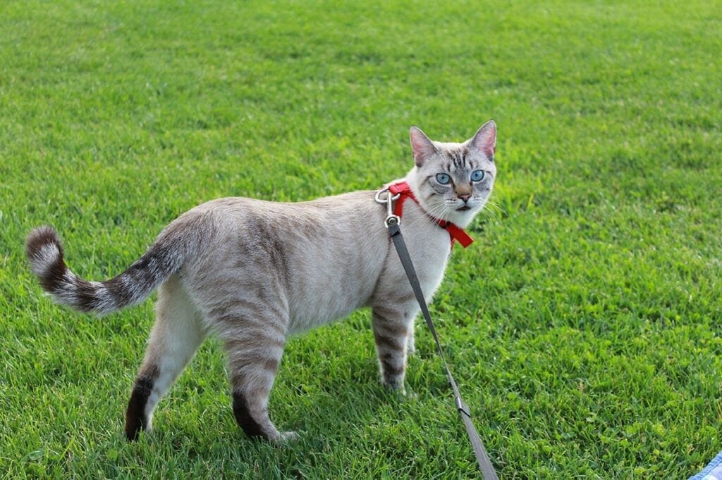 blue-eyed tabby point siamese cat