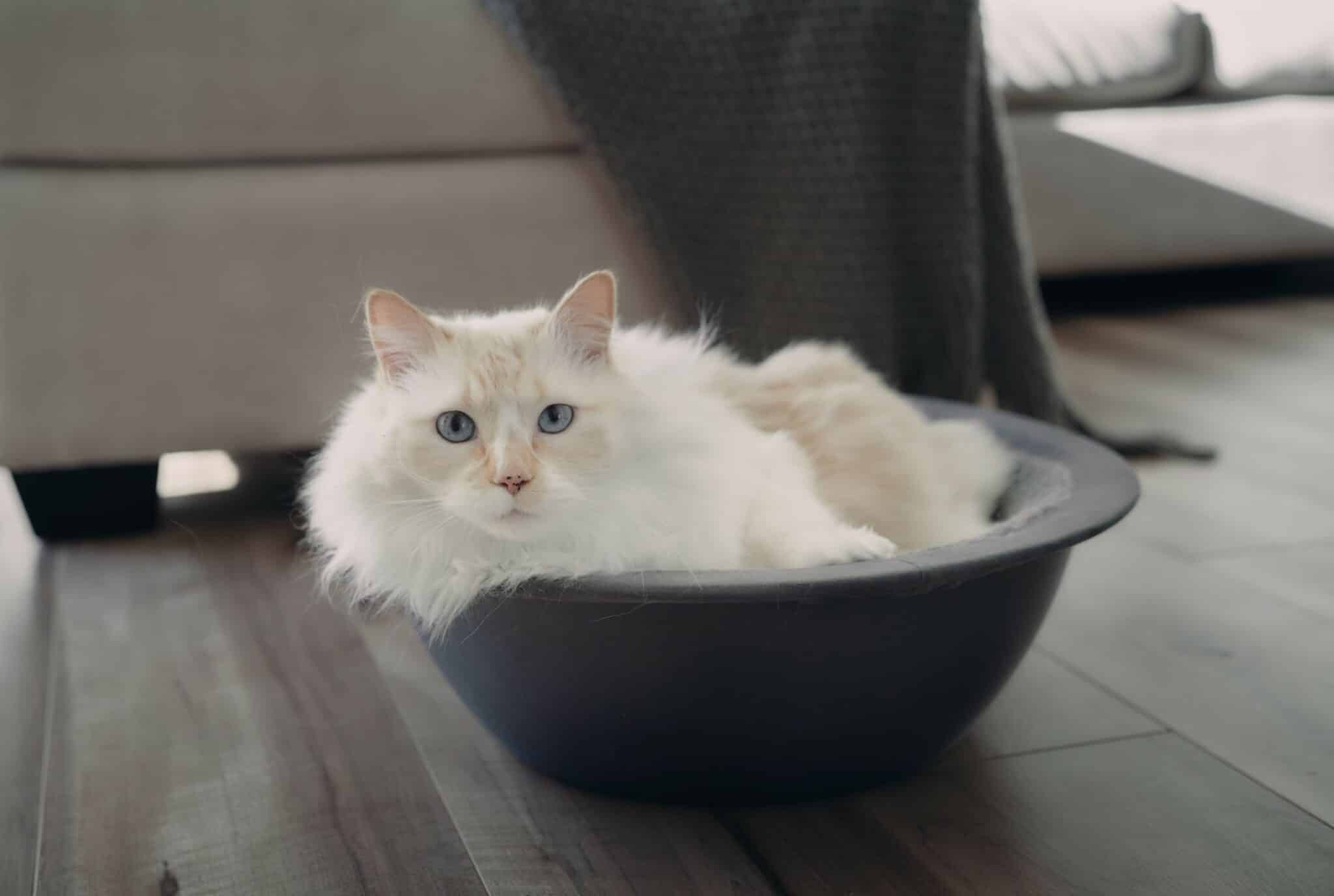 blue-eyed-white-fluffy-himalayan-cat-in-hepper-nest-bed