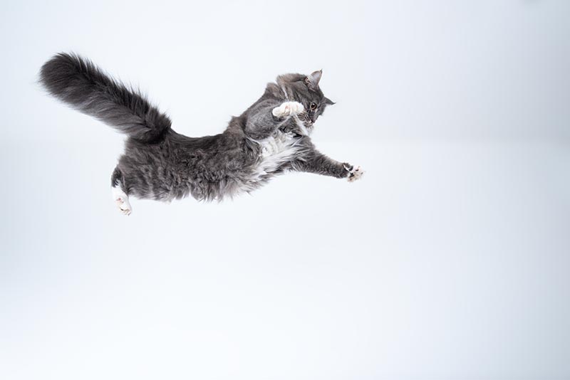 blue maine coon cat jumping