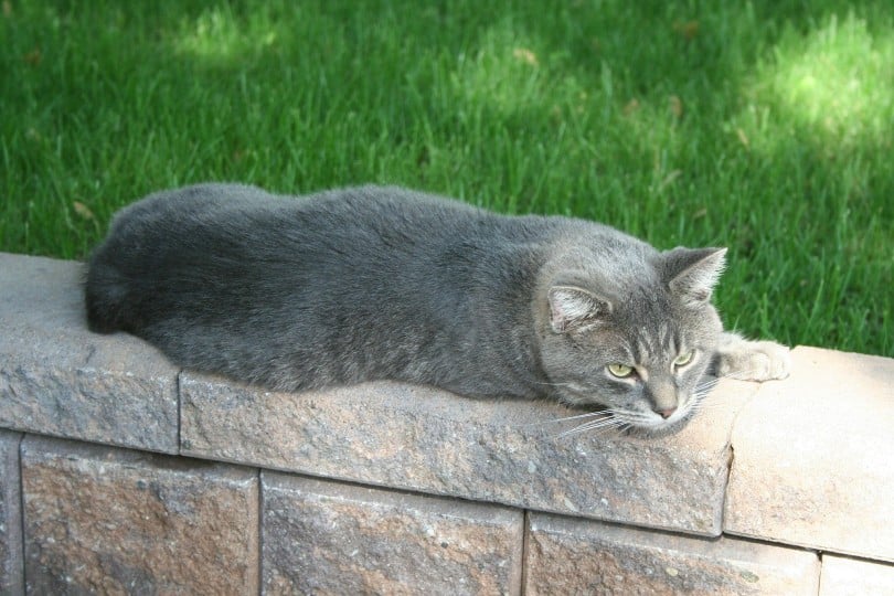 blue manx lying outdoors