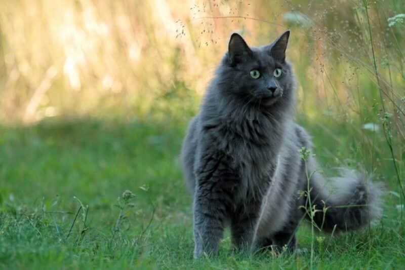 blue norwegian forest cat