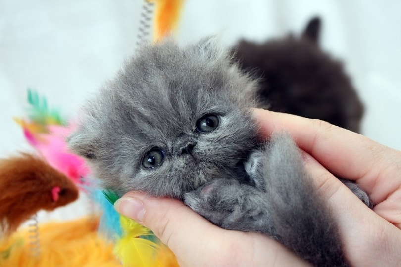 blue persian kitten_Igor Leonov_shutterstock