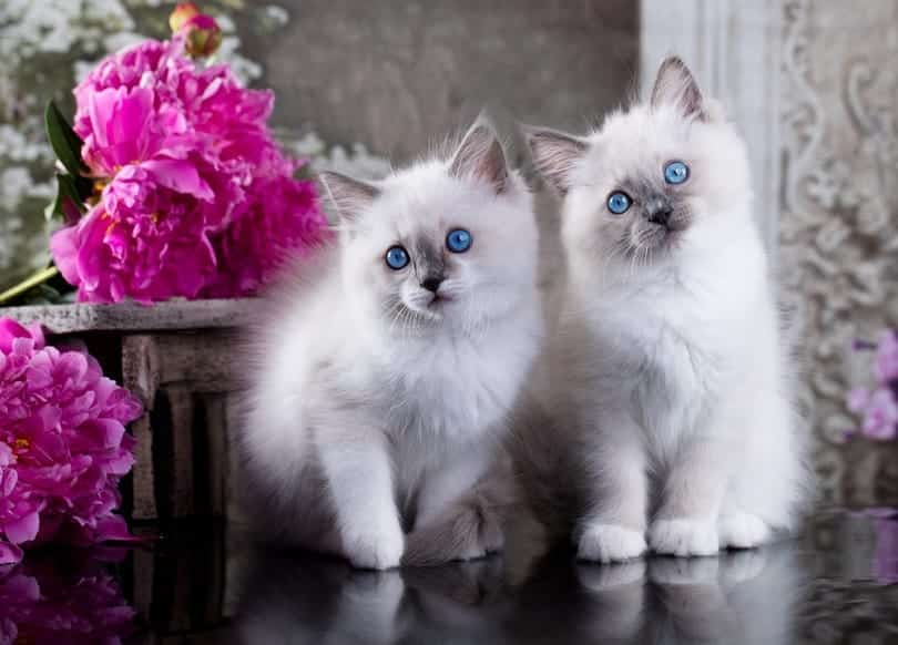 blue point ragdoll kittens_Liliya Kulianionak_Shutterstock