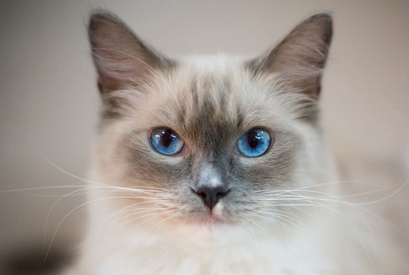 blue point siamese cat close up