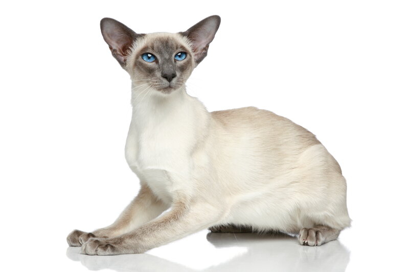 Siamese Cat, blue point