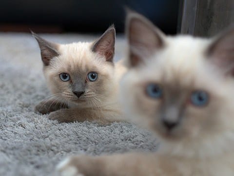 blue points siamese