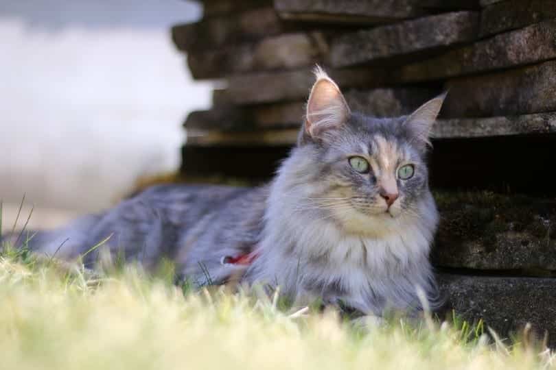 blue silver patched norwegian forest cat