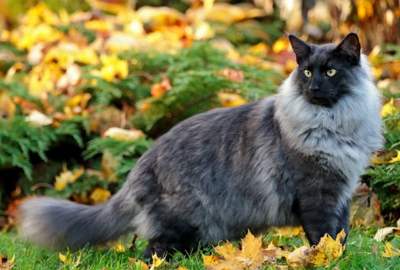 blue smoke Norwegian forest cat standing outdoor