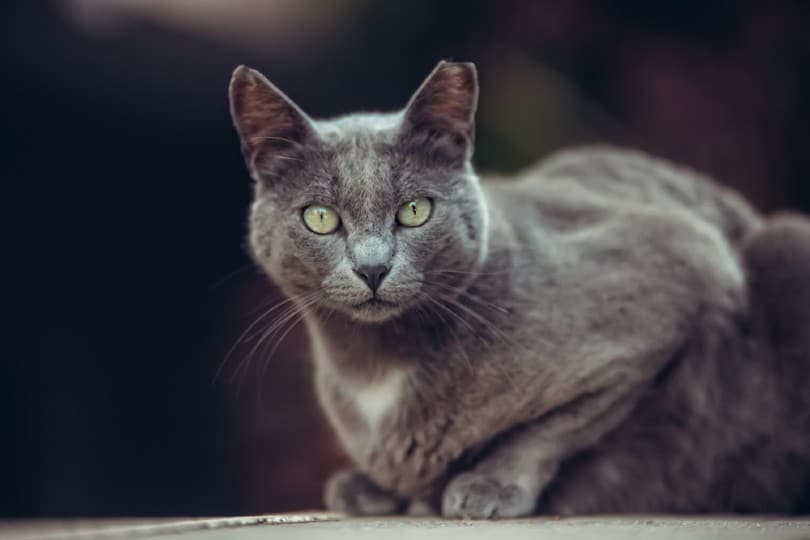 black smoke manx cat